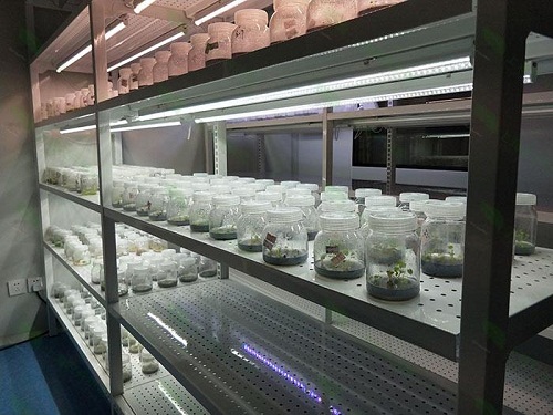 赤城植物组织培养实验室设计建设方案